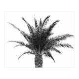 Palm Tree (Print Only) thumbnail