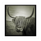 Elgol Cow (Print Only) thumbnail