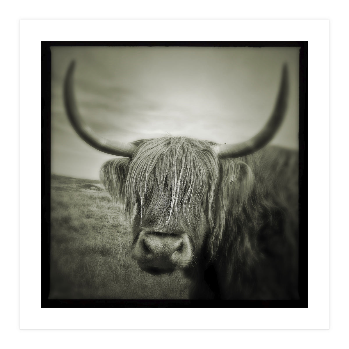Elgol Cow (Print Only)