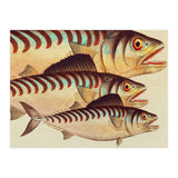 Fish Classic Designs 8 (Print Only) thumbnail