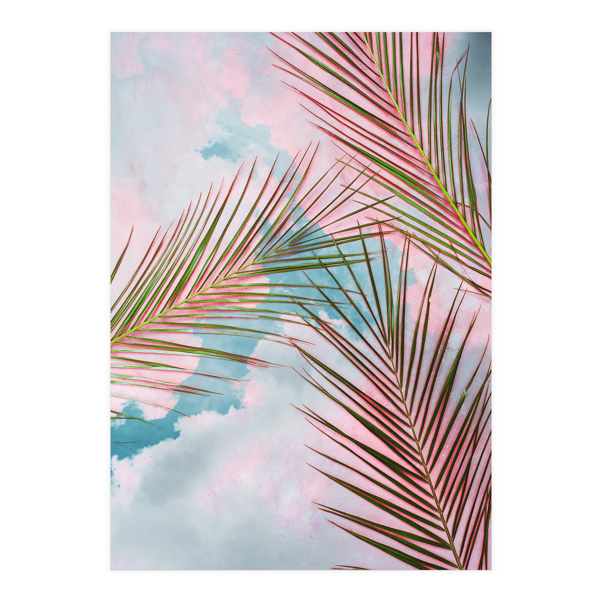 Palms + Sky (Print Only)