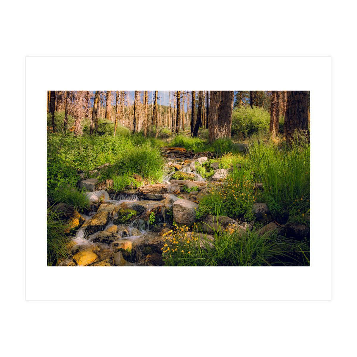 San Gorgonio Stream (Print Only)