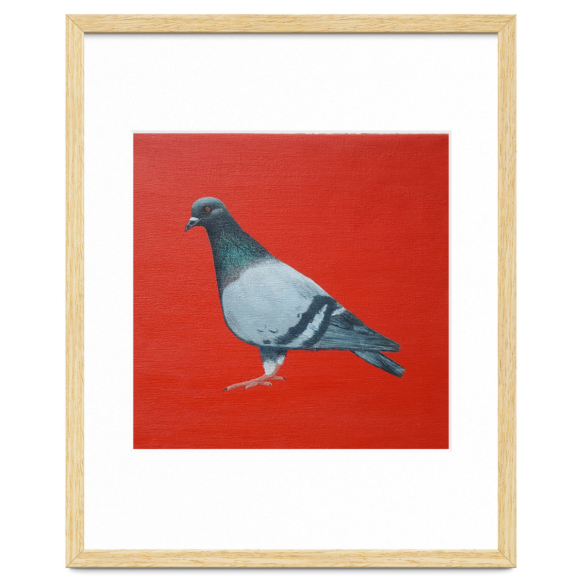 Pigeon