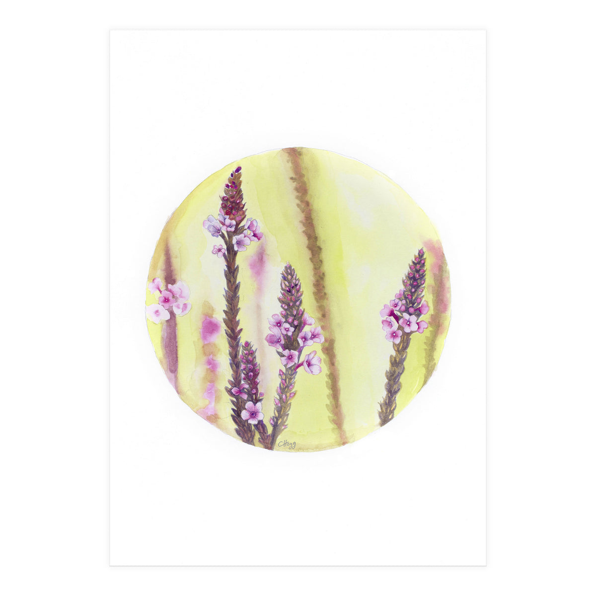 Circular Verbena (Print Only)