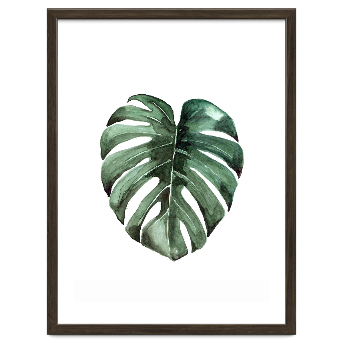 Botanical Illustration Monstera Deliciosa