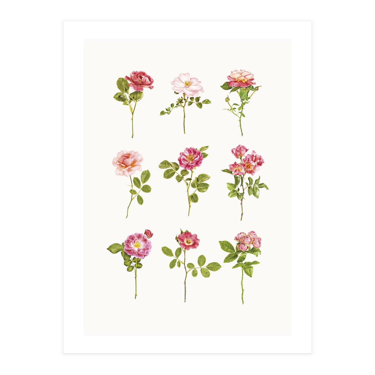 Cc Roses 07 (Print Only)