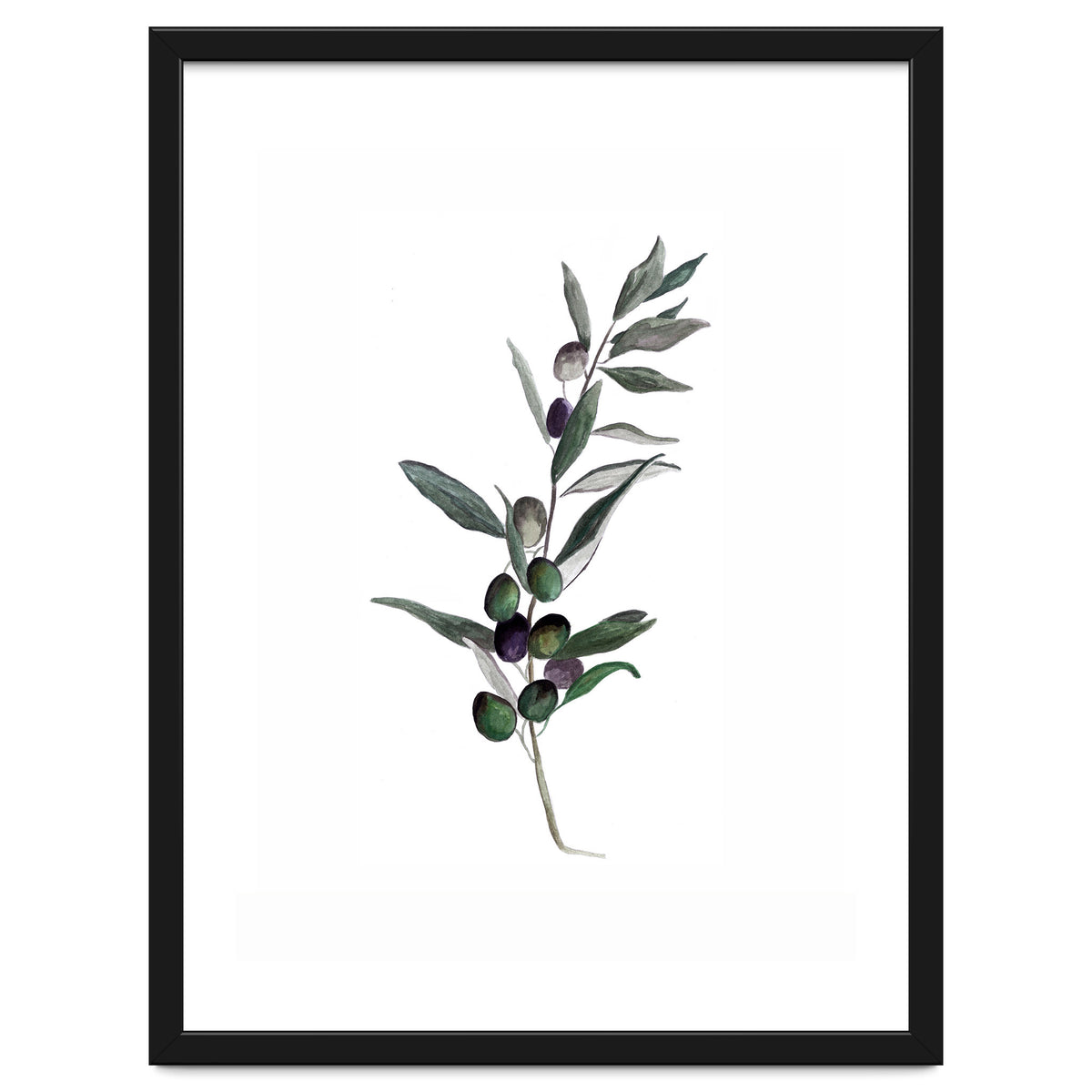Botanical Illustration Olive