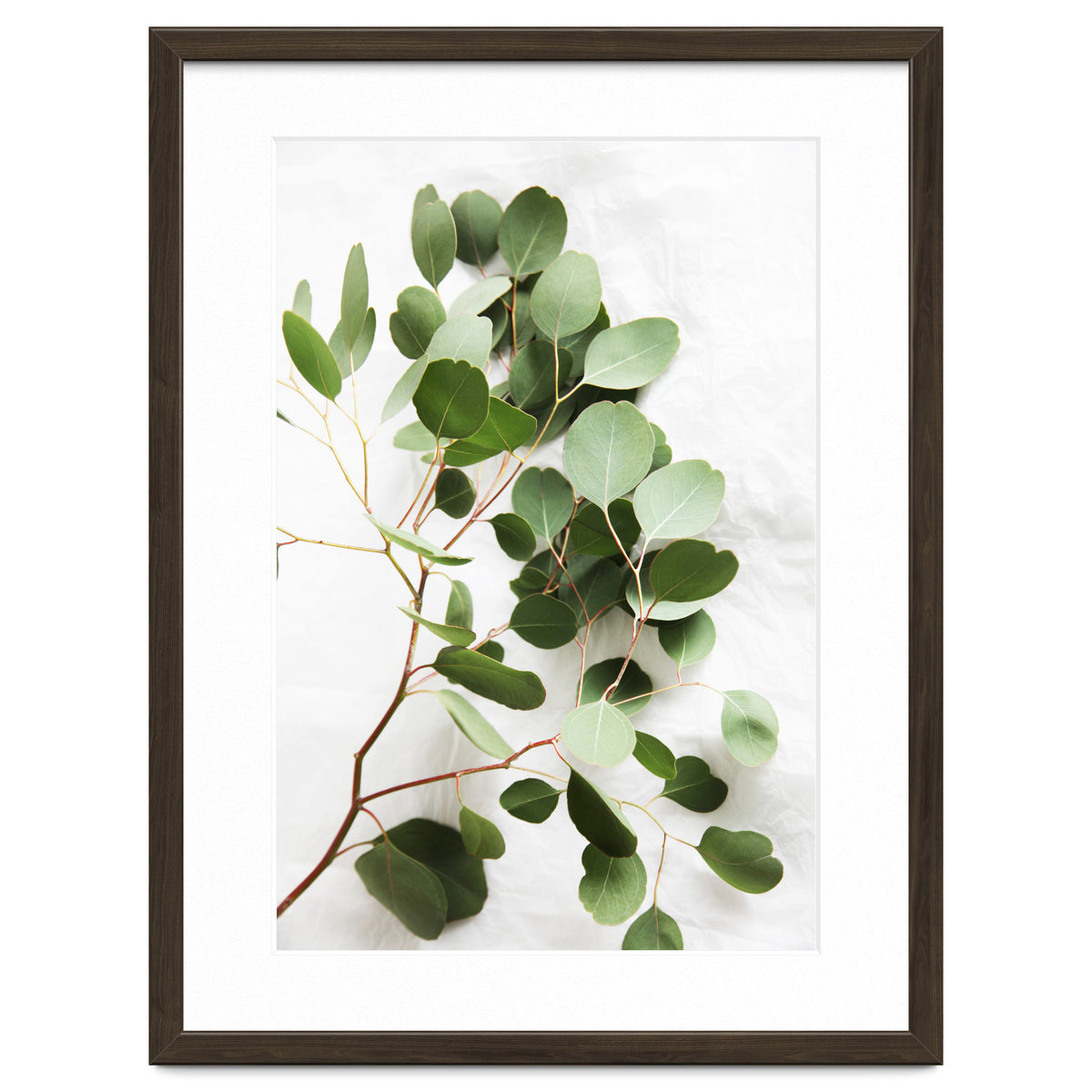 Eucalyptus