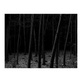 silent woods (Print Only) thumbnail