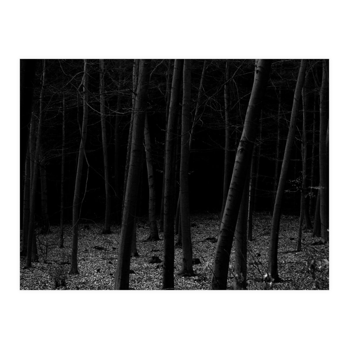 silent woods (Print Only)