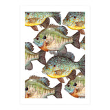 Lake Sunfish (Print Only) thumbnail