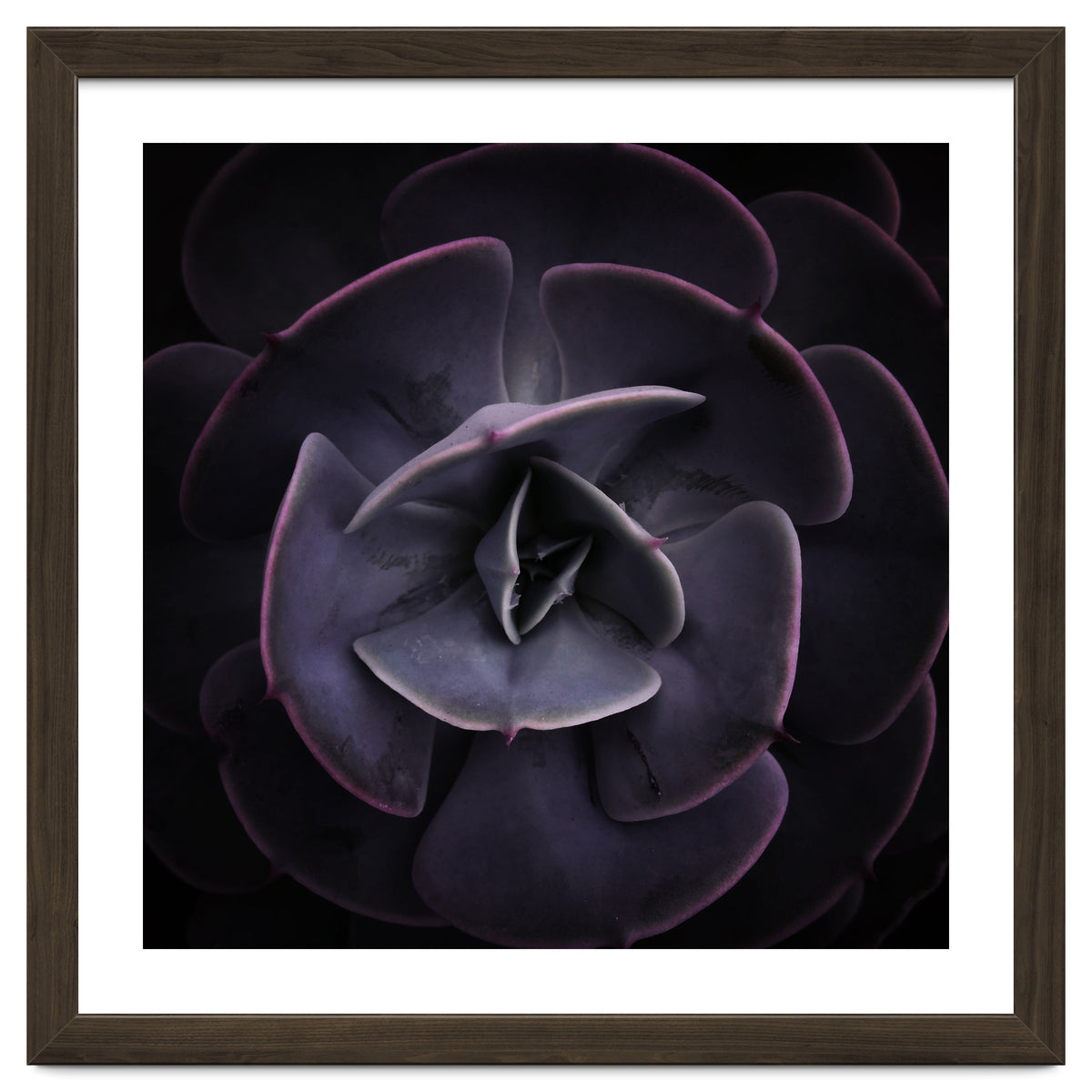 DARKSIDE OF SUCCULENTS VIII