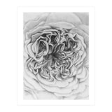 A Rose in Monochrome (Print Only) thumbnail