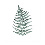 Botanical Illustration Silverfern (Print Only) thumbnail