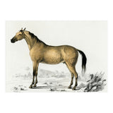 Horse (Print Only) thumbnail