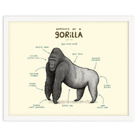 Anatomy of a Gorilla