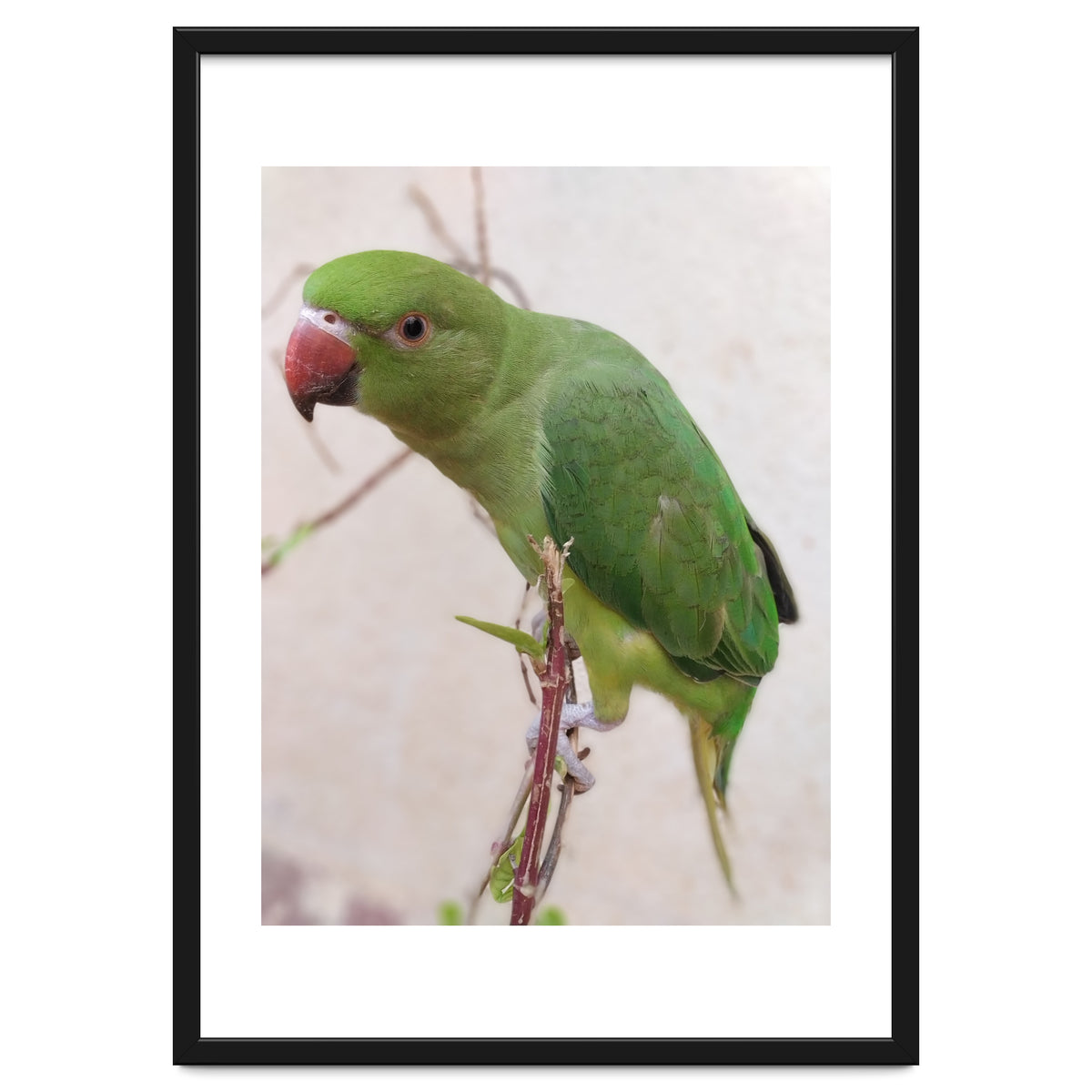 Lovely Indian Cute Parrot