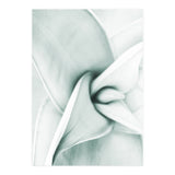 Agave (Print Only) thumbnail