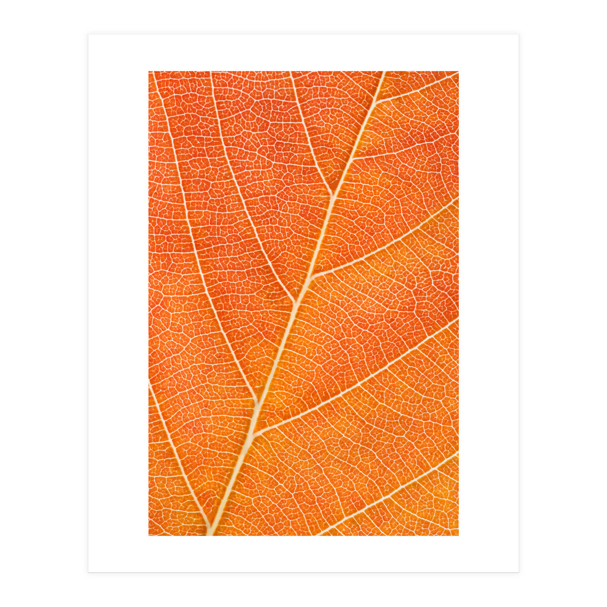 Autumn Leaf (Print Only)