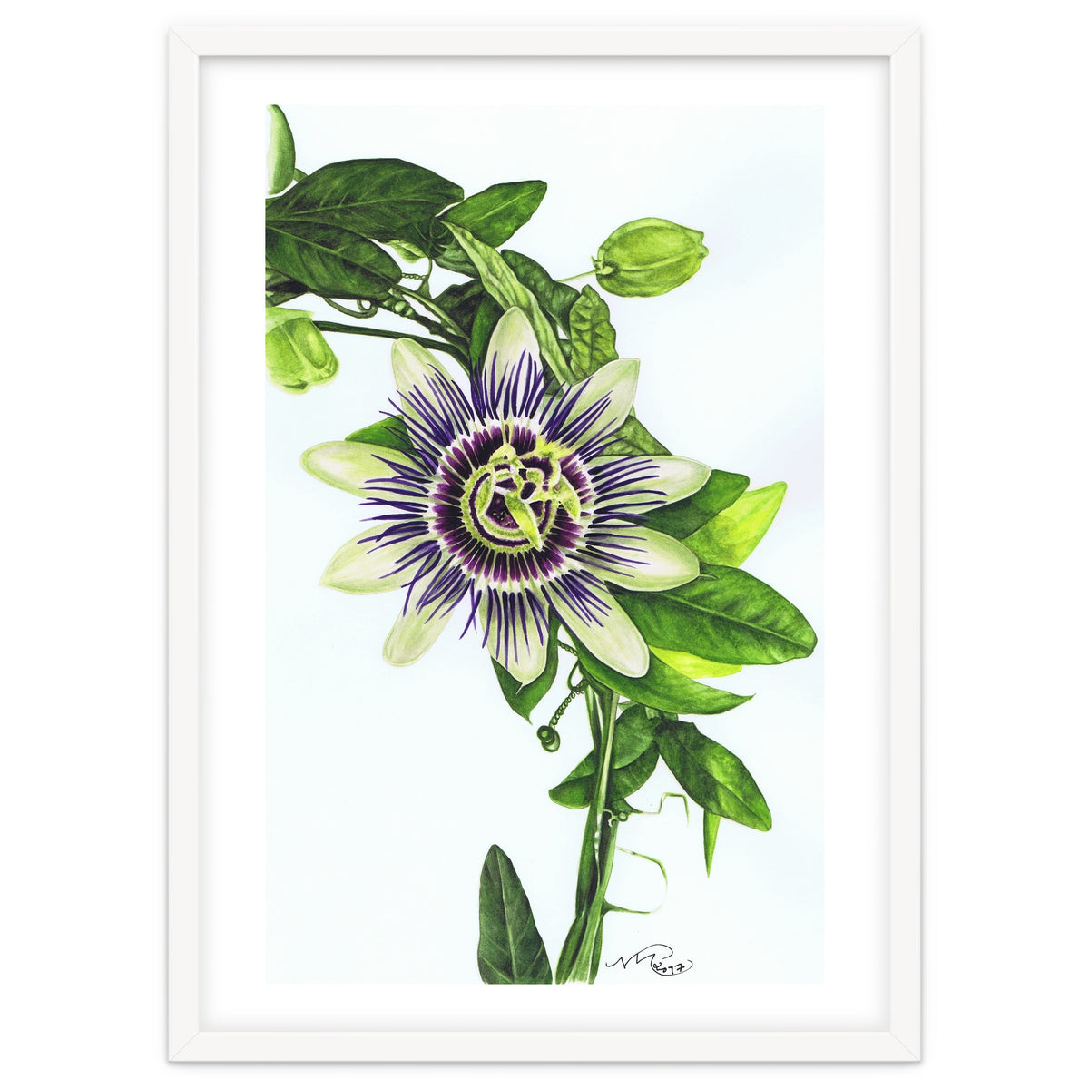 Passion Flower