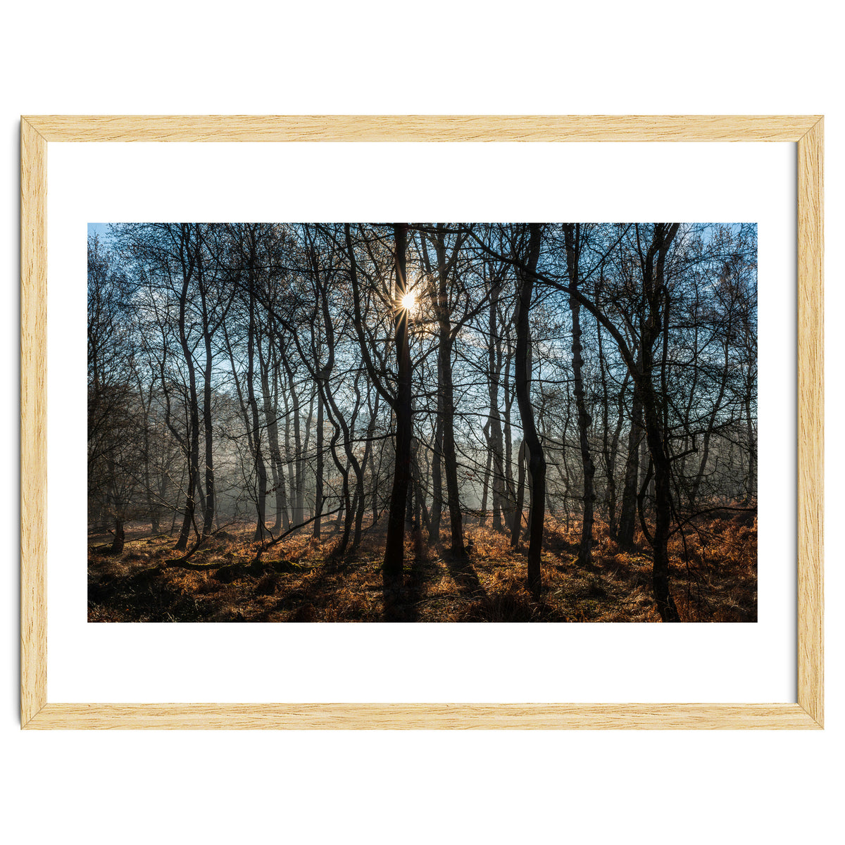A Special Morning in Heath Warren Woods - Hampshire