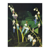 Fishflower (Print Only) thumbnail