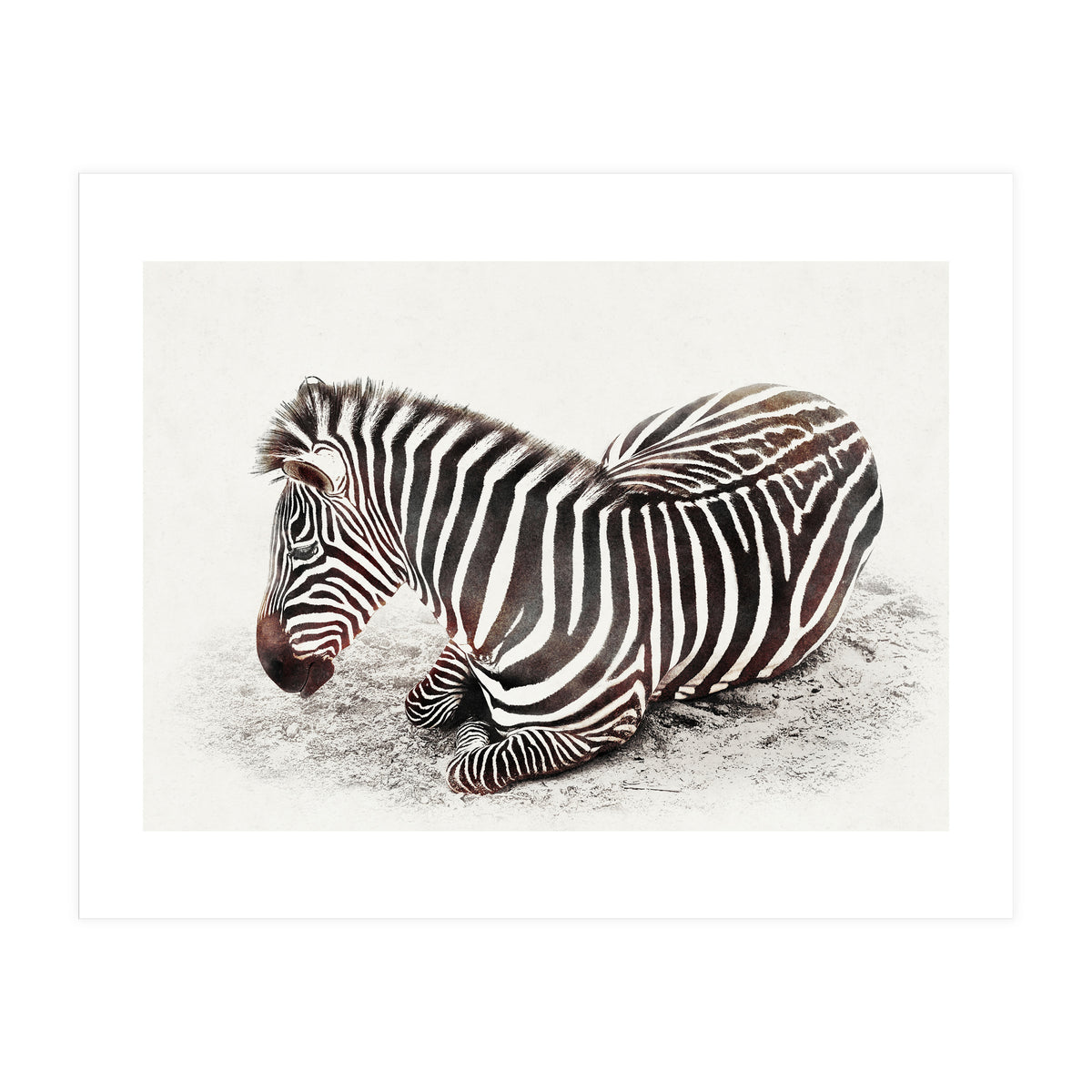 Zebra (Print Only)