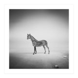 Zebra Mist (Print Only) thumbnail