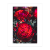 Dark Red (Print Only) thumbnail
