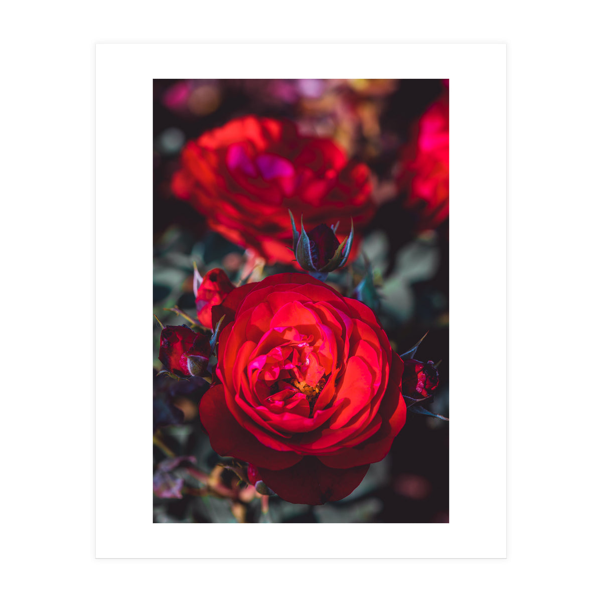 Dark Red (Print Only)