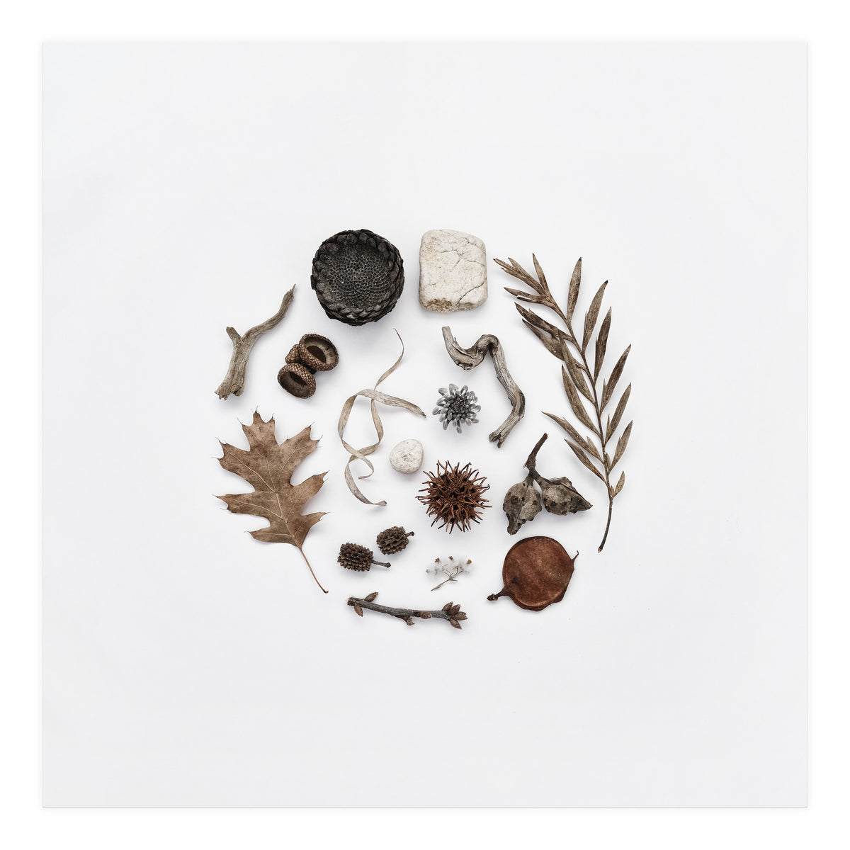 Treasures From Nature No. 2 - Square (Print Only)