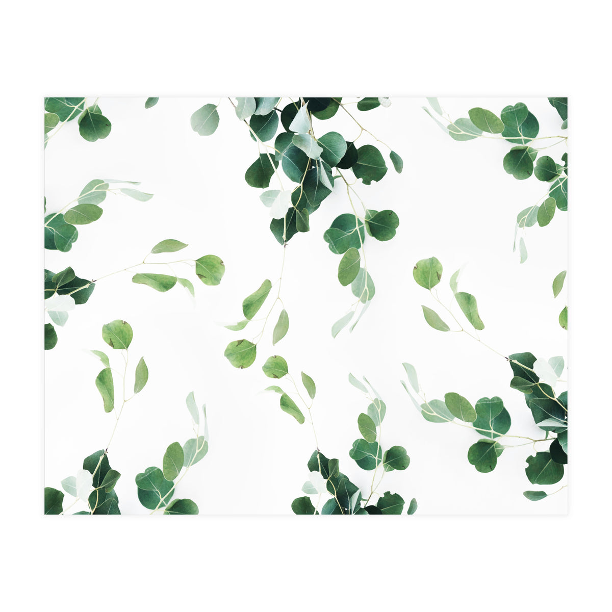 Botanical Celebration  (Print Only)