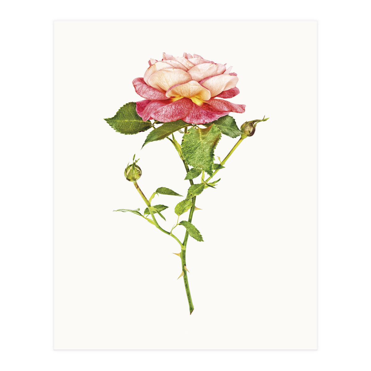Cc Roses 03 (Print Only)