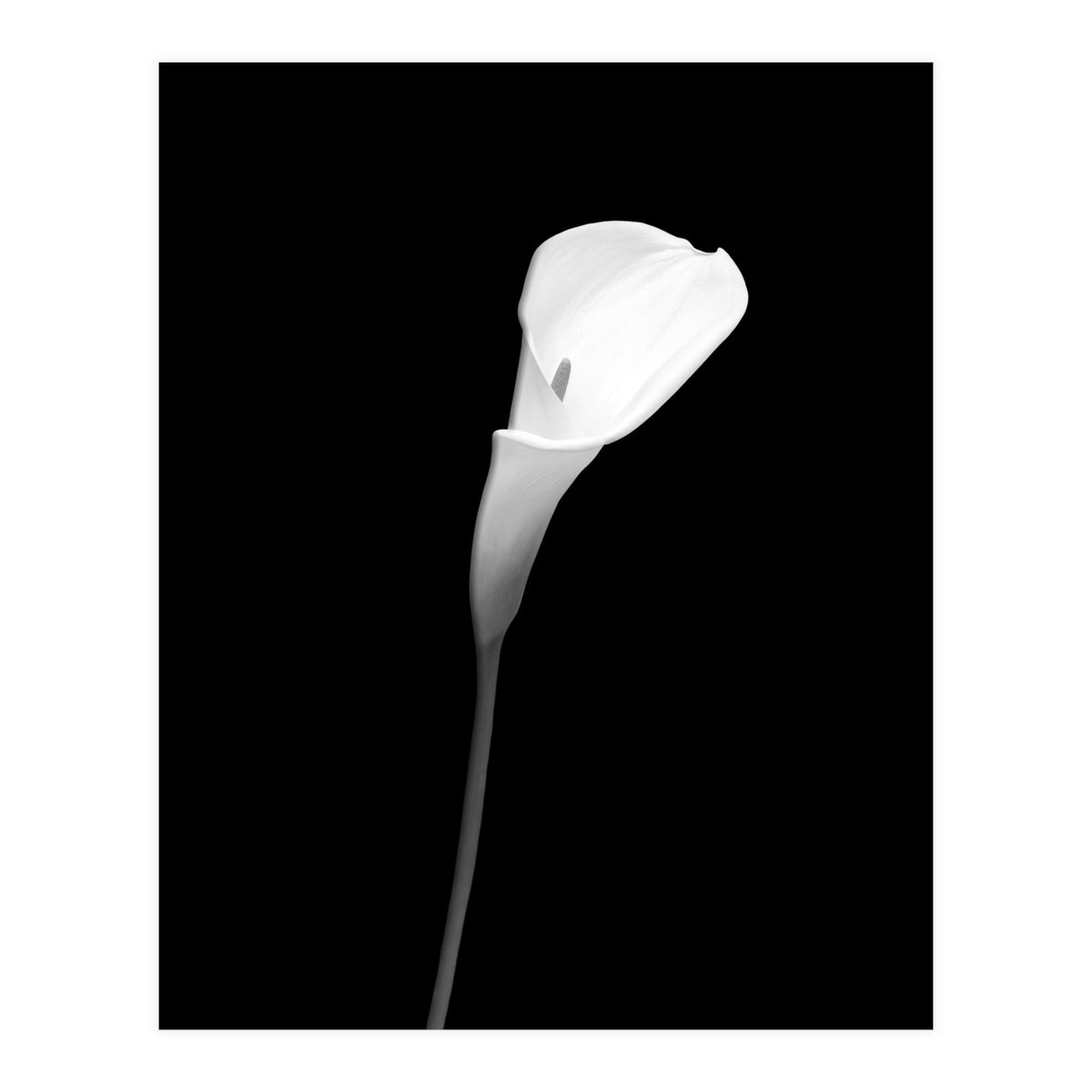 Calla | dark design (Print Only)