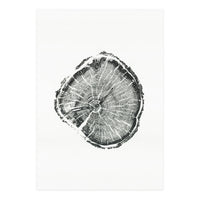 Tree Ring Print, Albion Basin, Utah, Pine Tree Print (Print Only)