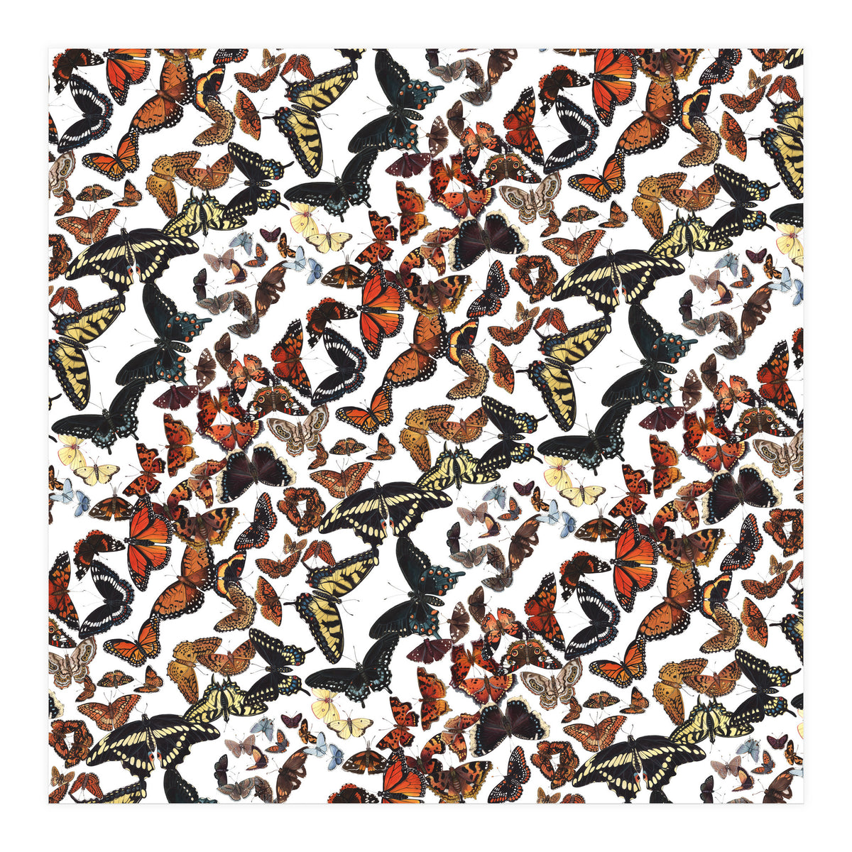 Maine Butterflies Pattern (Print Only)
