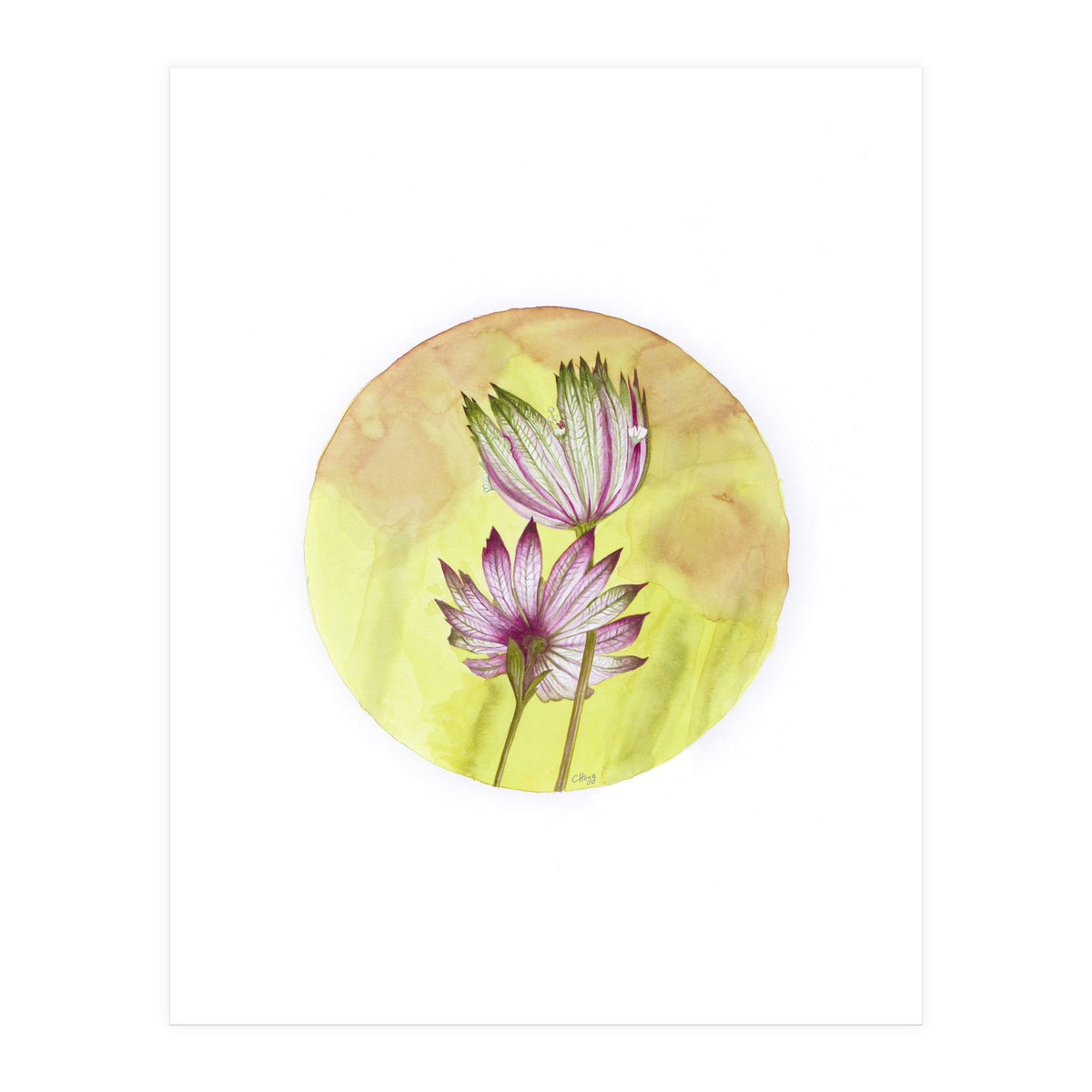 Circular Astrantia  (Print Only)