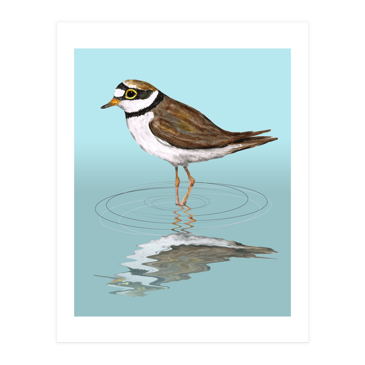 Little ringed  plover (Print Only)