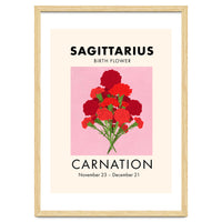 Sagittarius Birth Flower Carnation