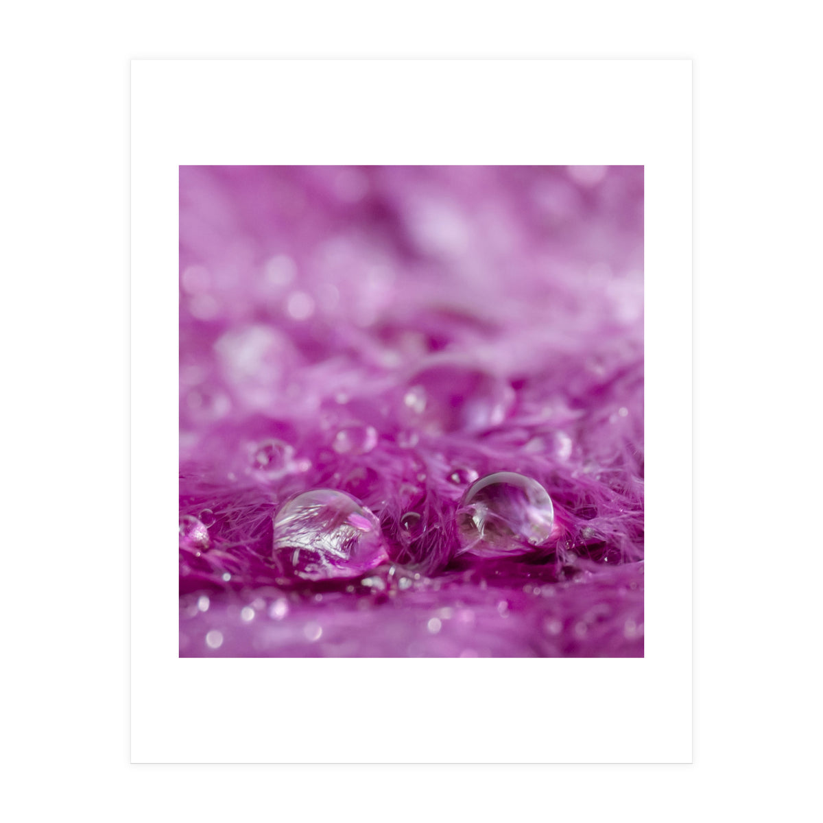 Drops in feathers (Print Only)