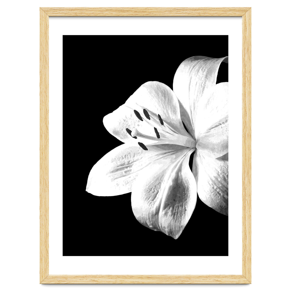 White Lily Black Background