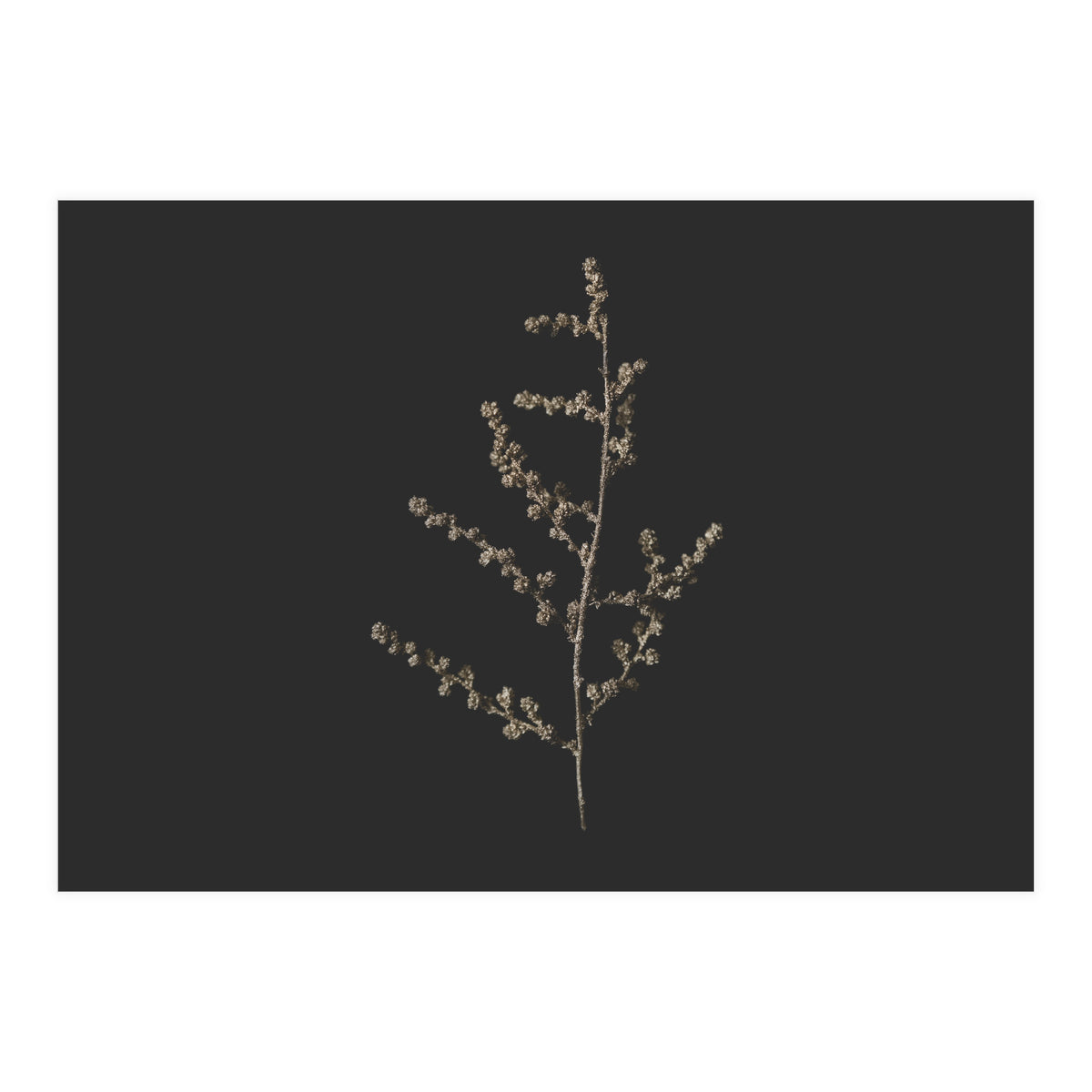 Dainty Botanicals in Gold and Black - Square (Print Only)