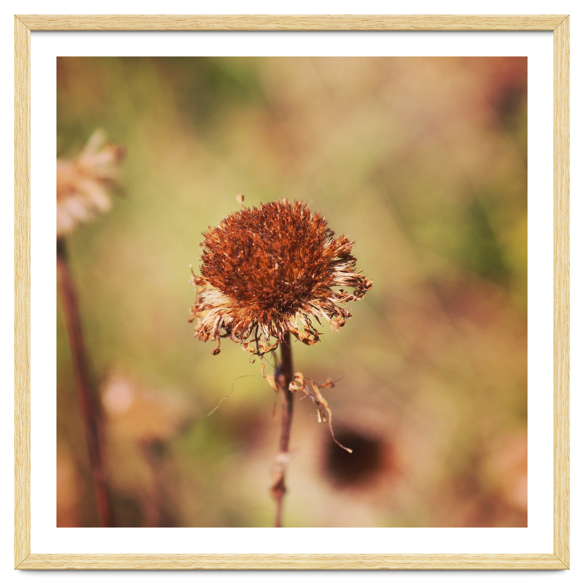 dried daisy
