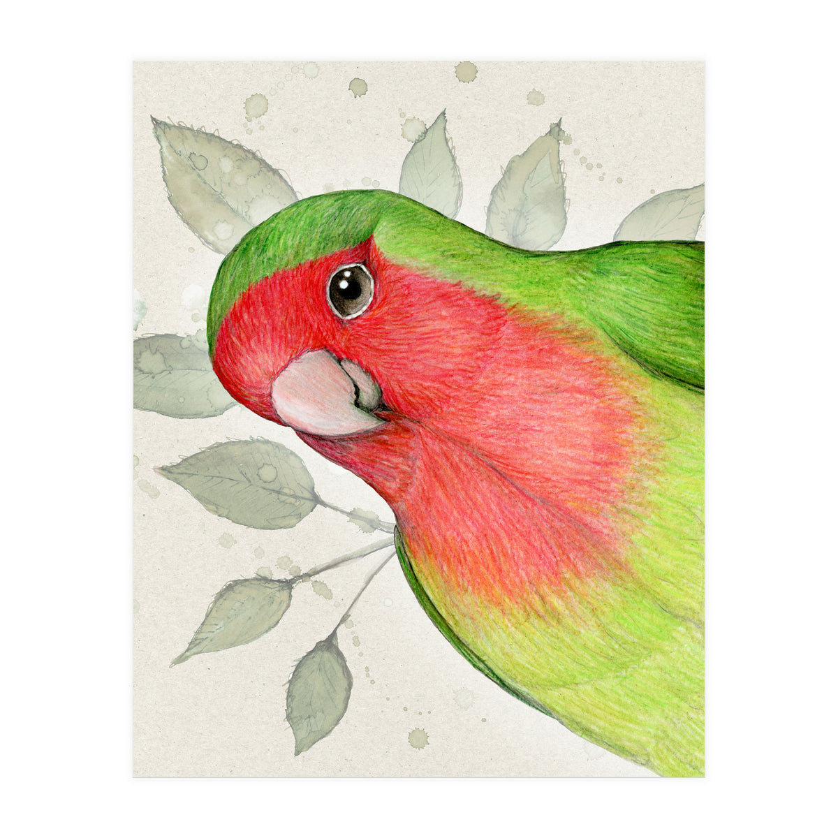 Curious lovebird (Print Only)