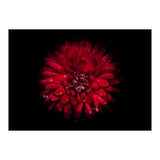 Backyard Flowers 45 Color Version (Print Only) thumbnail