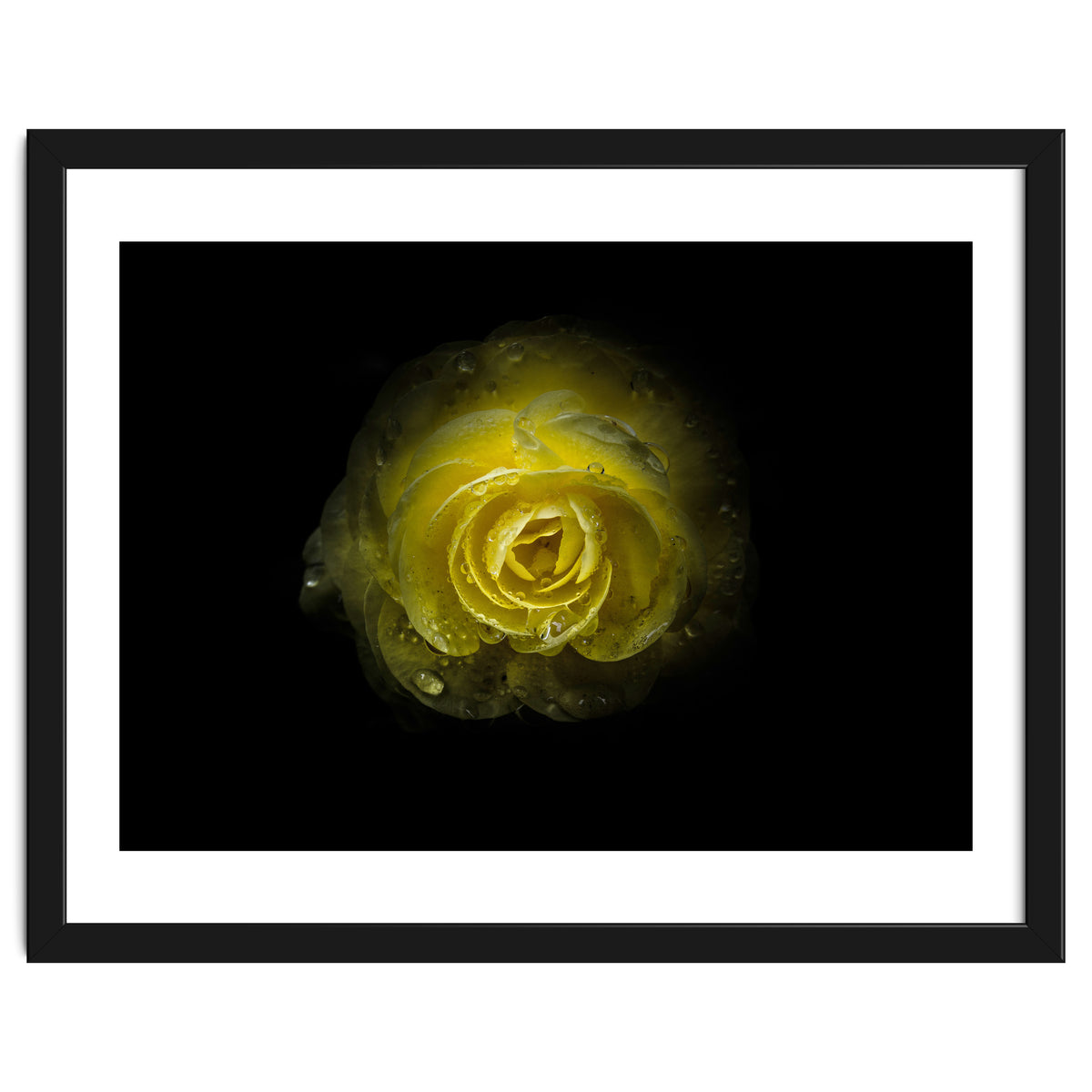 Backyard Flowers 64 Color Version