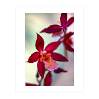 Orchidee Flower (Print Only)