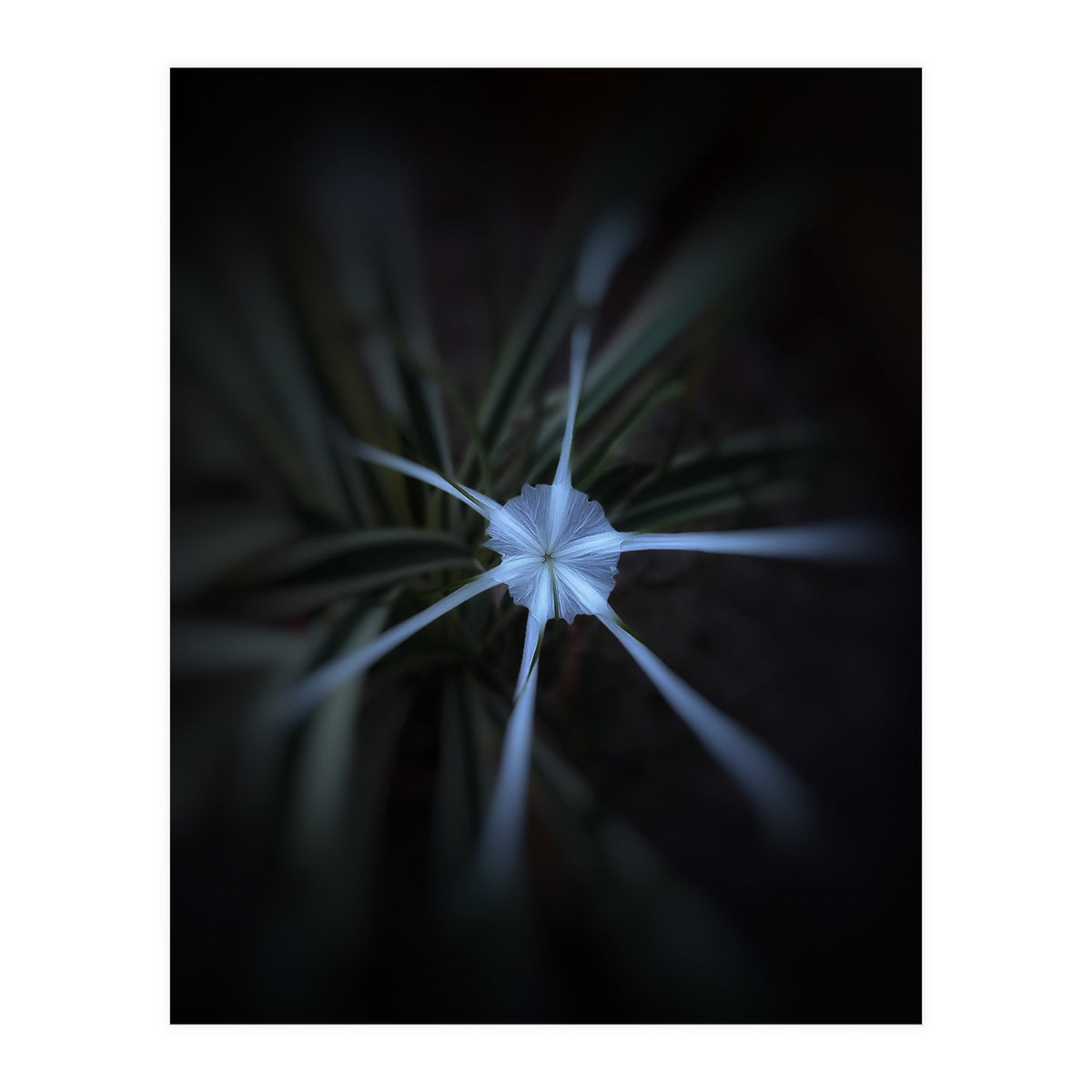 Sparkle Flower (Print Only)