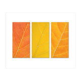 Autumn Leaves (Print Only) thumbnail