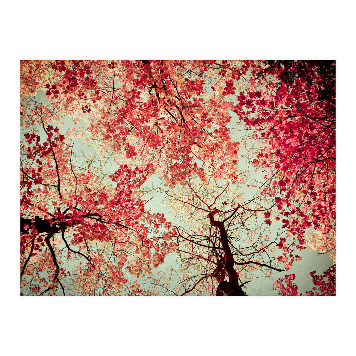 Scarlet (Print Only)